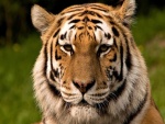 Cara a cara con un tigre