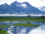 Cisnes en un lago al pie de la montaña