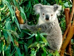 Koala entre eucaliptos