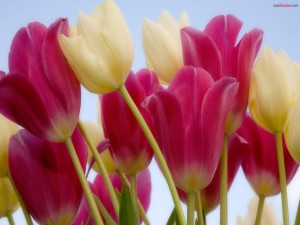 Tulipanes blancos y rosas