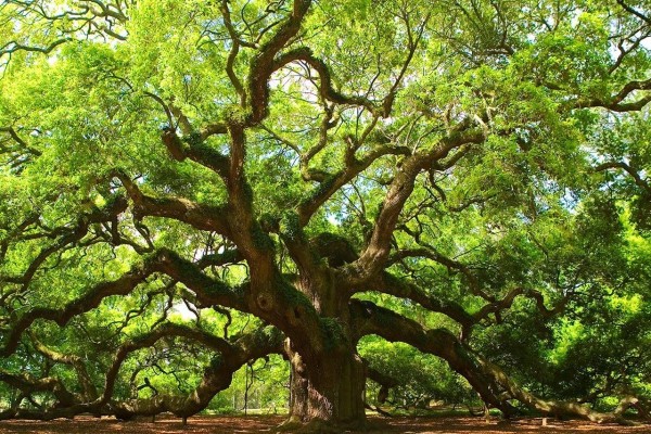 Un árbol milenario