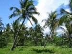 Campo de palmeras