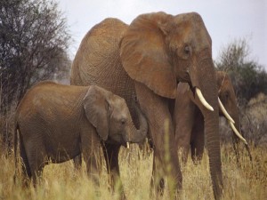 Postal: Familia de elefantes