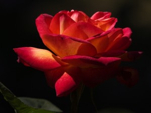 Postal: Una delicada rosa roja