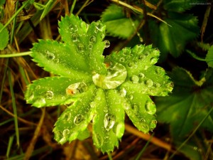 Postal: Gotas de agua sobre una planta