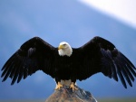 Águila majestuosa