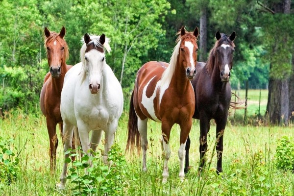 Variedad de caballos
