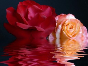 Postal: Rosas sobre el agua