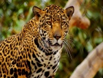 Leopardo en cautividad
