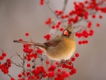 Pájaro posado sobre una rama con bayas rojas