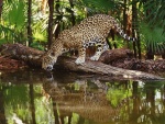 Leopardo bebiendo agua