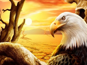 Postal: Águila contemplando el desierto