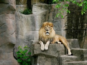 Postal: León en el Zoo