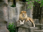 León en el Zoo