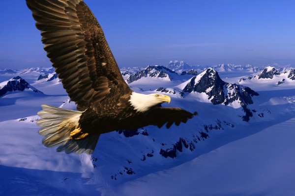 Águila sobrevolando unas montañas nevadas