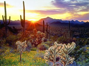 Un desierto de cactus y flores