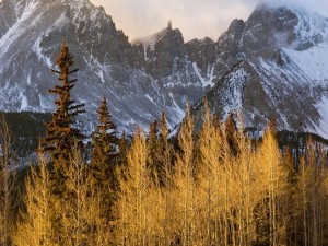 Postal: Vegetación de alta montaña