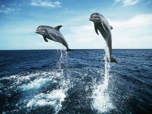 Postal: Delfines saltarines