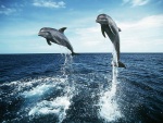 Delfines saltarines