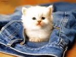 Gatito en el bolsillo de un pantalón vaquero