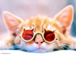 Gato con gafas de sol gatunas