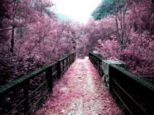 Postal: Puente teñido de vegetación violácea