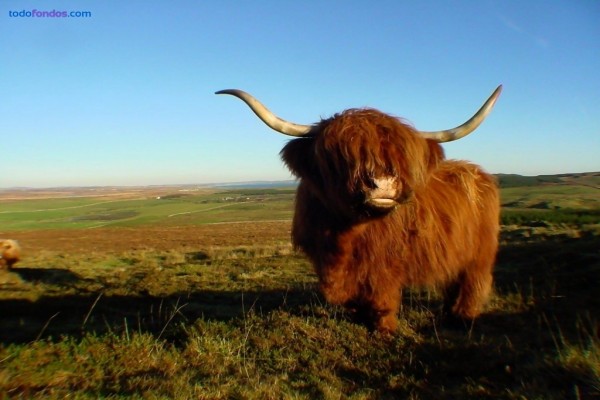 Vaca Highland