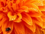 Insecto en flor naranja