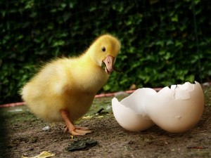 Pato y su cáscara de huevo