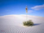 Una planta en la arena blanca del desierto