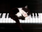 Gatito sobre teclado de piano