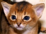 Gatito de ojos azules
