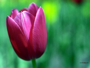 Postal: Un tulipán perfecto