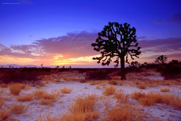 Puesta de sol en Joshua Tree, Desierto de Mojave, California