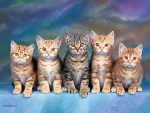 Cinco gatitos, atentos y obedientes