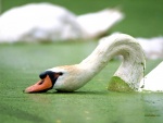 Cisne enfangado