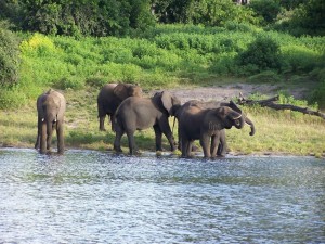 Postal: Elefantes a la orilla del río