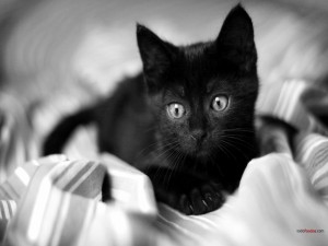 Gatito negro