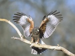 Halcón con las alas extendidas