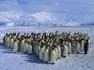 Postal: Una gran comunidad de pingüinos