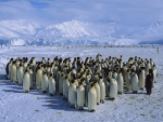 Una gran comunidad de pingüinos
