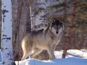 Postal: Lobo en un bosque nevado