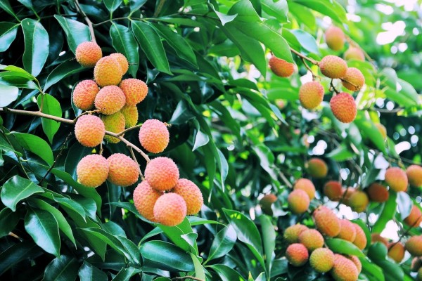 Lichi: fruta exótica, deliciosa y medicinal, originaria de China