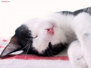 Postal: Gatito dormido profundamente