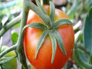 Postal: Un tomate en su rama