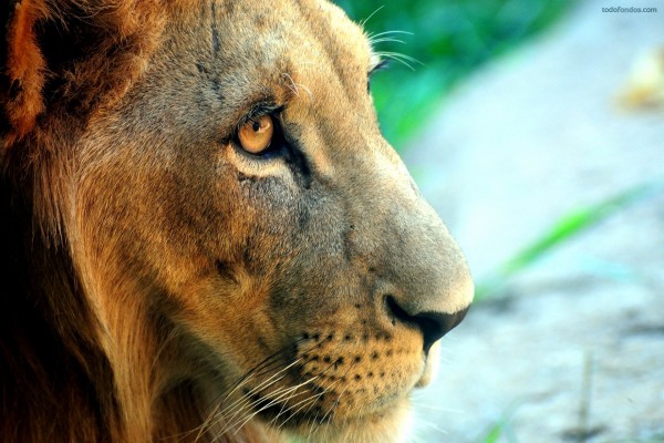 El rostro de un león