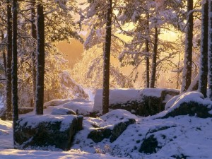 Postal: Bosque nevado