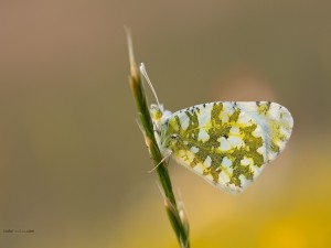 Mariposa de colores verdes y blancos
