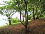 Vegetación en Isla Guanaja (Honduras)