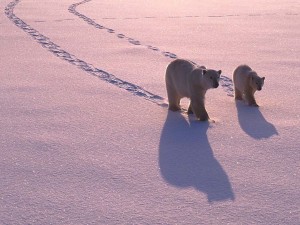 Postal: Dos osos polares caminando